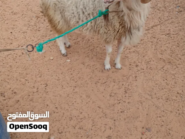 كبش كبش كبش