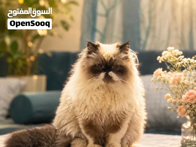 مطلوب قطه للتبني في ميزان حسناتكم