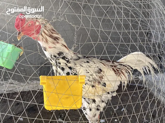 للبيع ديج تركي بورمي