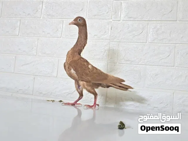 ست جواز  شاكر  ماشاء الله