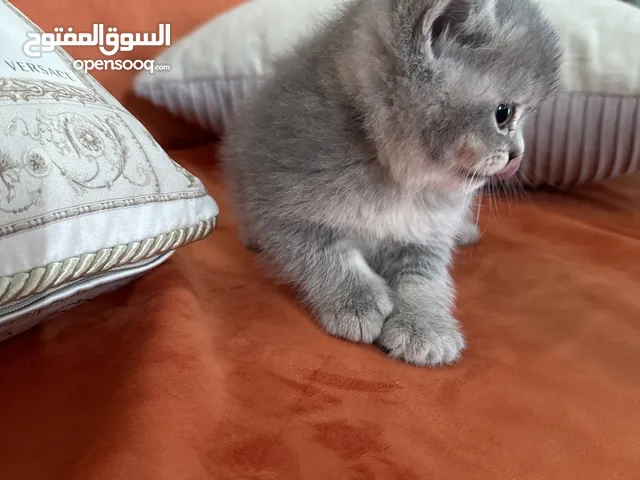 سكوتش فولد العمر 45 يوما