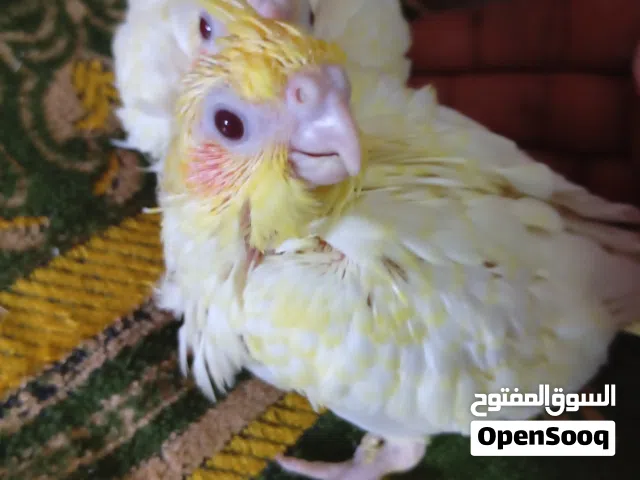 فرخ كوكتيل العمر 3 اسابيع مكاني الدورة