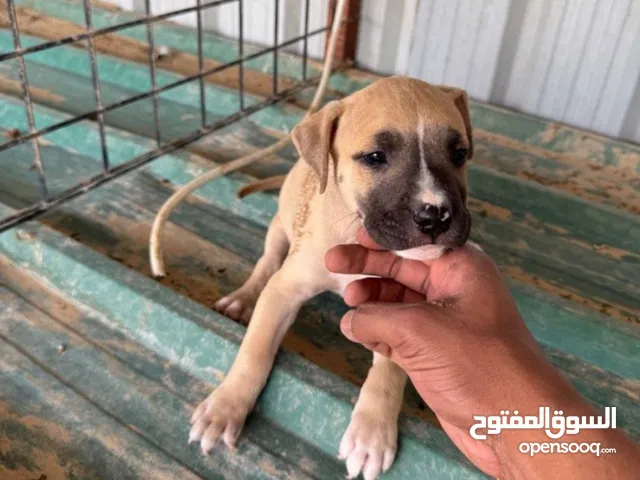 كلب بيتبول للبيع