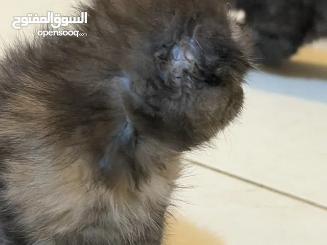 قطط سكوتش فلود