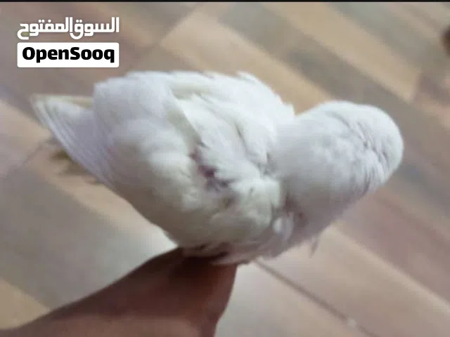 فرخ روز اليف جداا (الوصف)