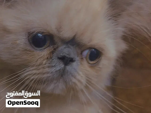 قط للبيع بسعر مغري جداا
