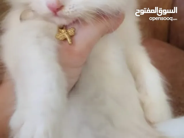 cats white 40day