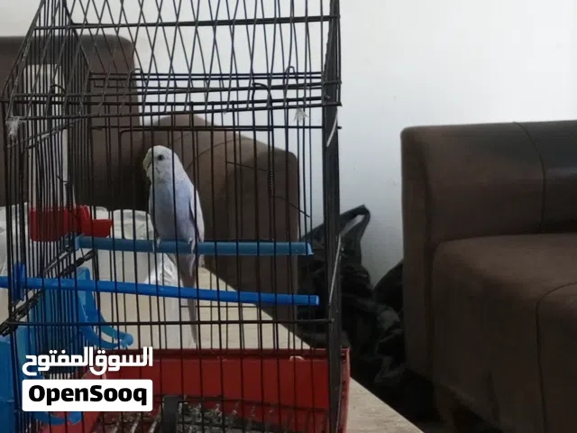 السلام عليكم عصفور بقلينو ربي يبارك ذكر