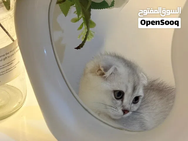 ماشاء الله لا قوه الا ب الله  قطط سكوتش فولد