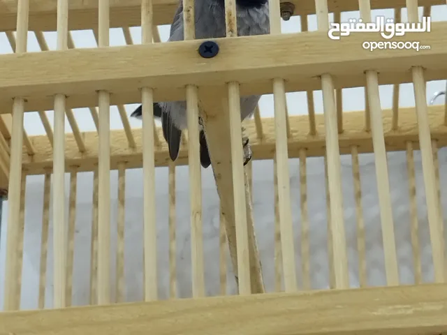 بلبل فحل اخصيباوي اليف قفص