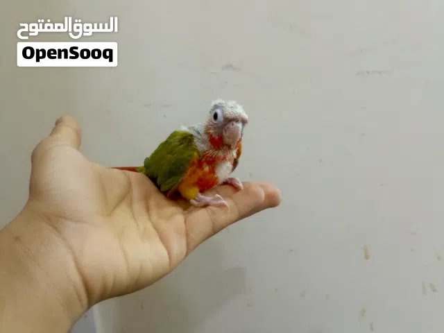 for sale baby parrots