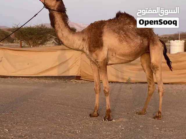 ابوها شاهين العزوم بعير حموده الضاهري