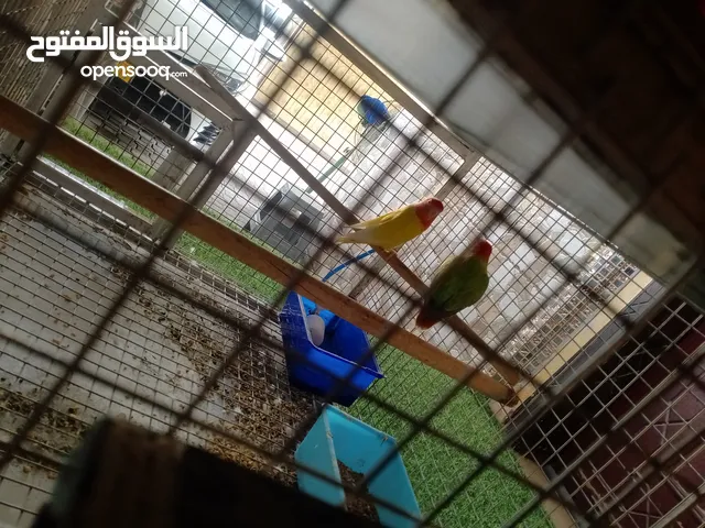 زوج روز للبيع