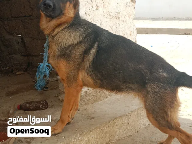 أنثي عمرها عامين برجي