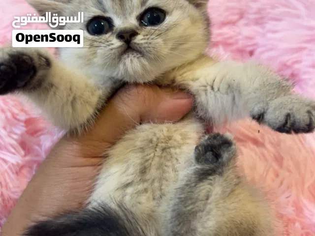 كيتن سكوتش ستريت وكيتن سكوتش بلو للبيع