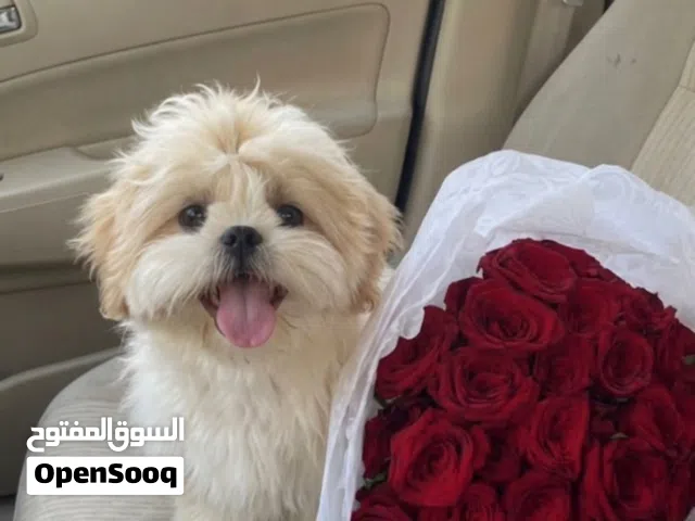 : جرو شيتزو بيور  تربية منزلية بعناية، مناسب للشقق والعائلات والأطفا