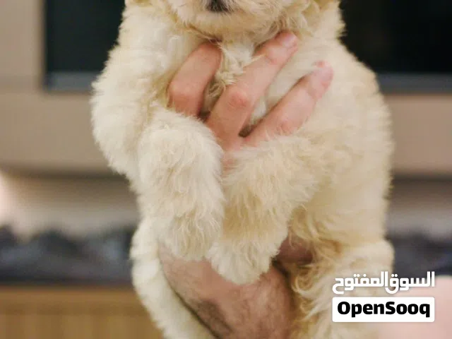 Premium Pomapoo – مستوى قوي