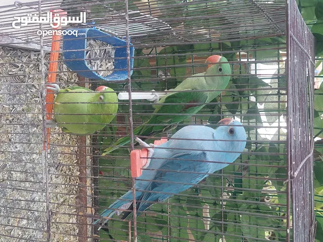 بسم الله ماشاء الله حبة كساندرا وحبات دره ابيض واصفر وفايلوت وازرق واخضر كله زق يدوي على وجه فطم