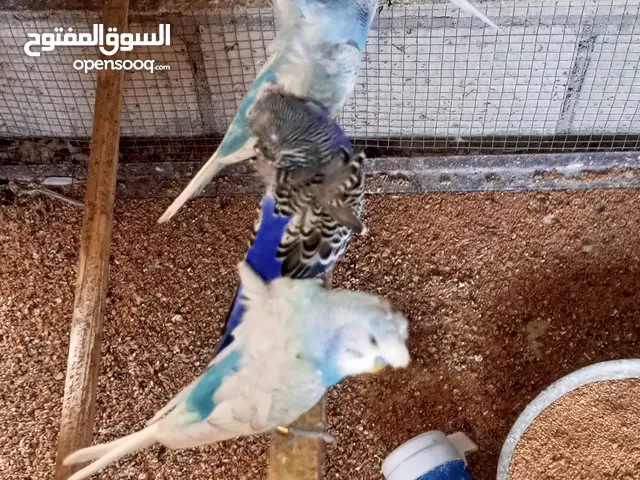 طير هوجو روما خمس جواز وفرده للبيع