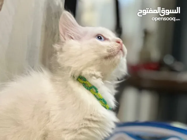 قطع للبيع انثى شيرازي