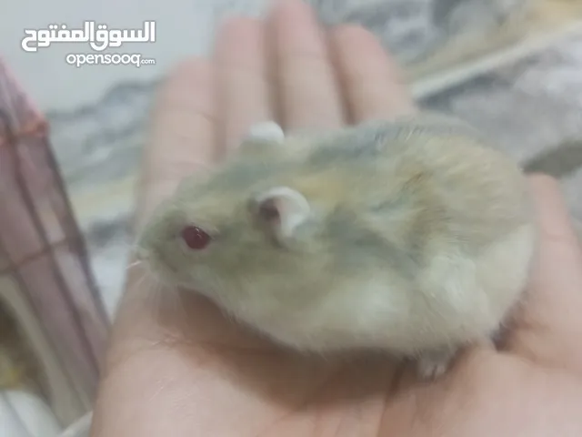 زوج هامستر الوصف مهم!!