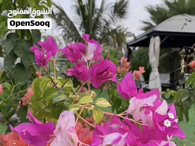 2 Bedrooms Chalet for Rent in Al Batinah Sohar