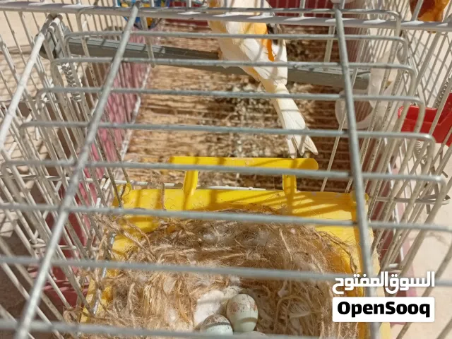 السلام عليكم كوبية كناري للبيع
