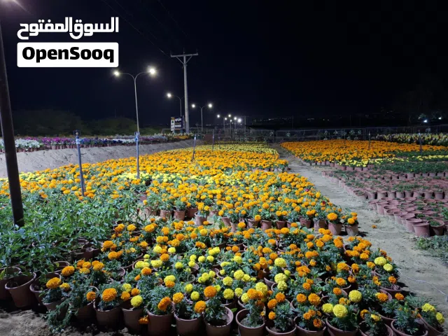 مكاتب للبيع في دير أبي سعيد