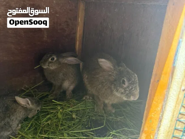 ارانب للبيع نوع /عربي عمر :(سنة )(8شهور) (شهرين)