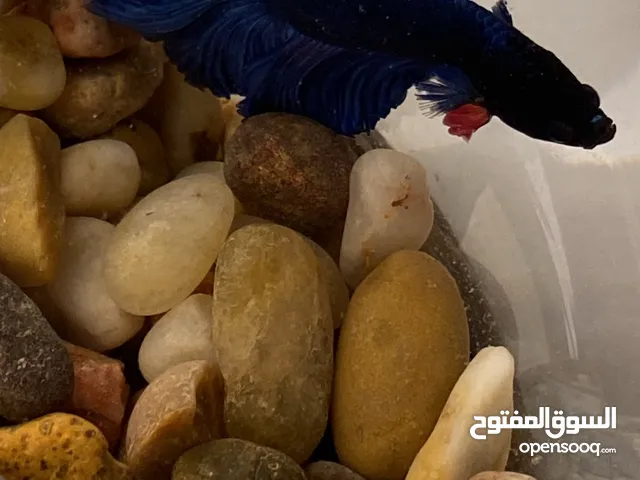 سمكه فايتر للبيع