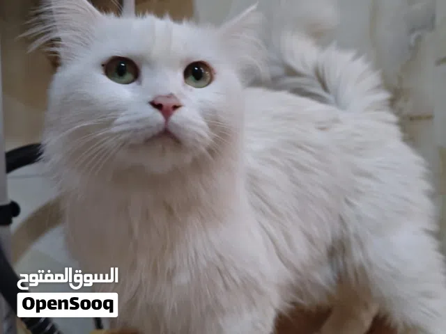 قطط للتبني