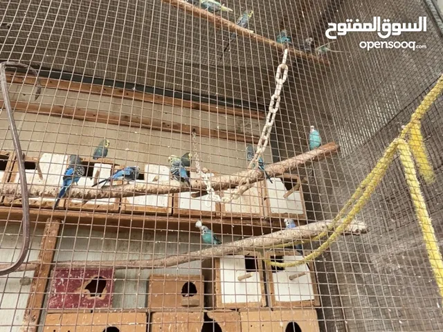 ببغاء حب للبيع