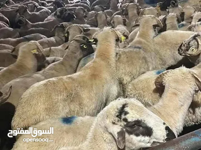 غنم روماني بلدي اسباني