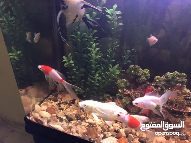 Fish aquarium and fishes