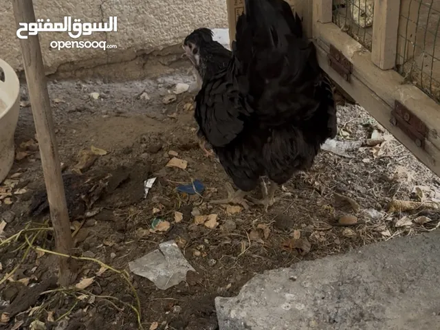 دجاجه عربيه مع فرخ