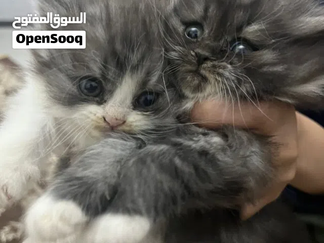 قطط للبيع مون فيس
