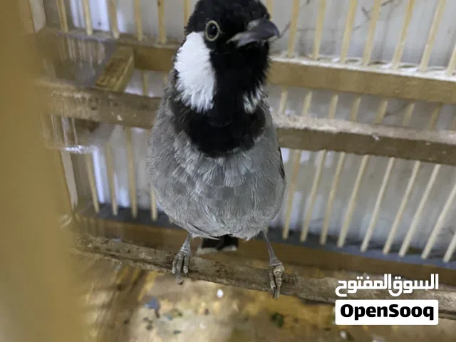 بلبل فول تغريد جان اليف طينه