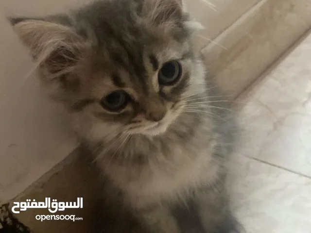 السلام عليكم مطلوب قطه للتبني العمر شهرين أو أقل بس ما تكون بلادي