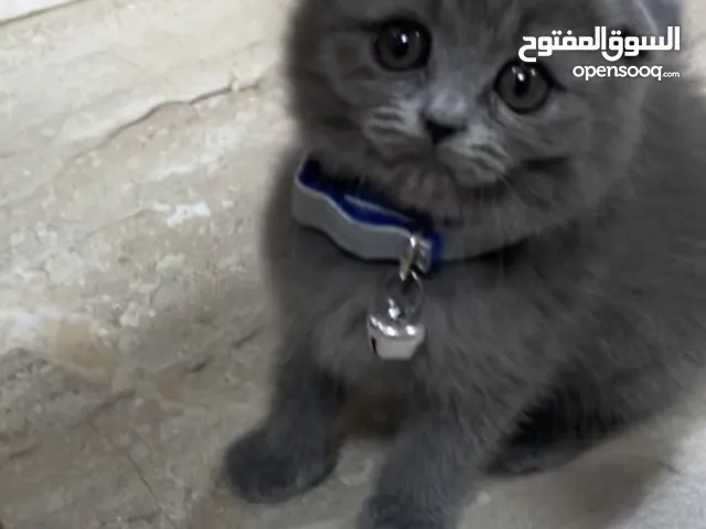 Scottish fold
