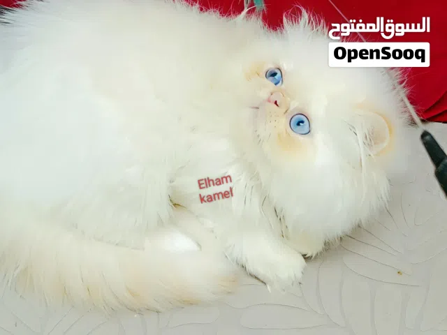 ذكر هيمالايا