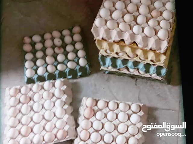 بيض بلدي مخصب للبيع