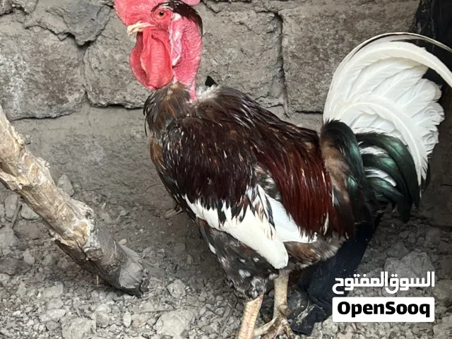 ديجوجه ابو ركيبه
