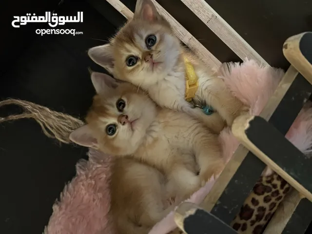 قولدن اناث