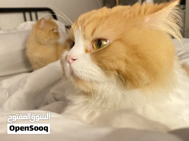 قط للبيع هادئ و محترم جدا