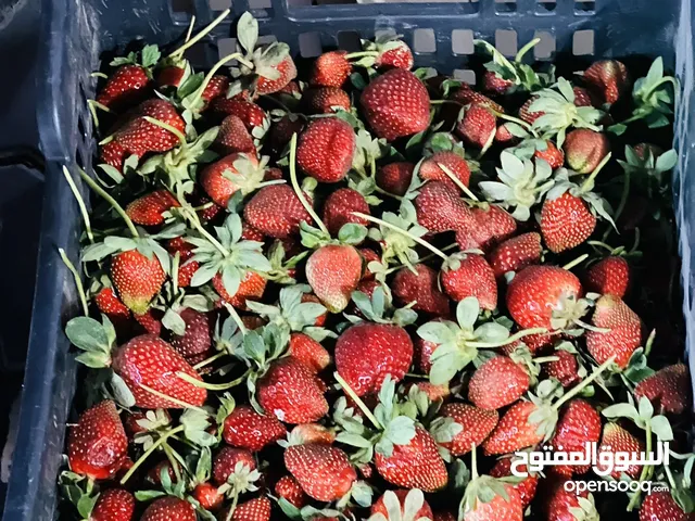 فراولة طازجه ولذيذة - عرض خاص!