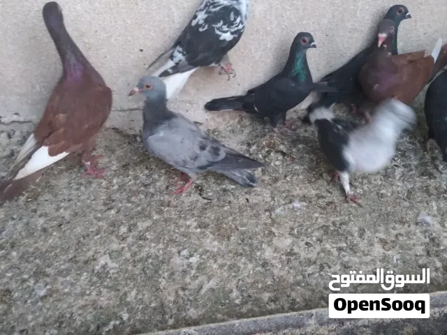 حمام فحول وطواير كوم بسعر حررق