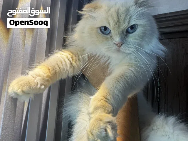 سكوتش فولد مكس