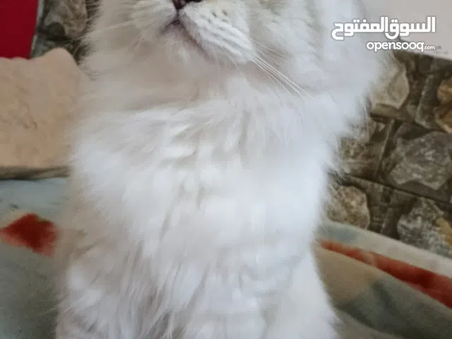 قم ذكر سكوتس