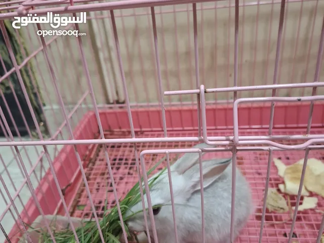 أرنب مع قفص