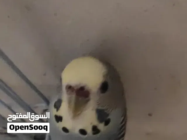 5 birds with cage